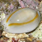 Cowrie snail