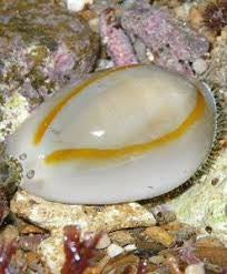 Cowrie snail