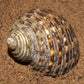 Turban turbo setosus