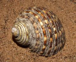 Turban turbo setosus