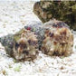 Turban turbo setosus