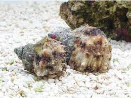 Turban turbo setosus