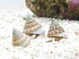 Grazer tectus snail