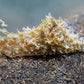 Sea hare ( algea eater)