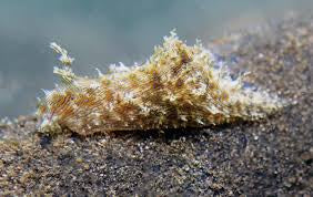 Sea hare ( algea eater)
