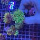 Cotton candy torch coral