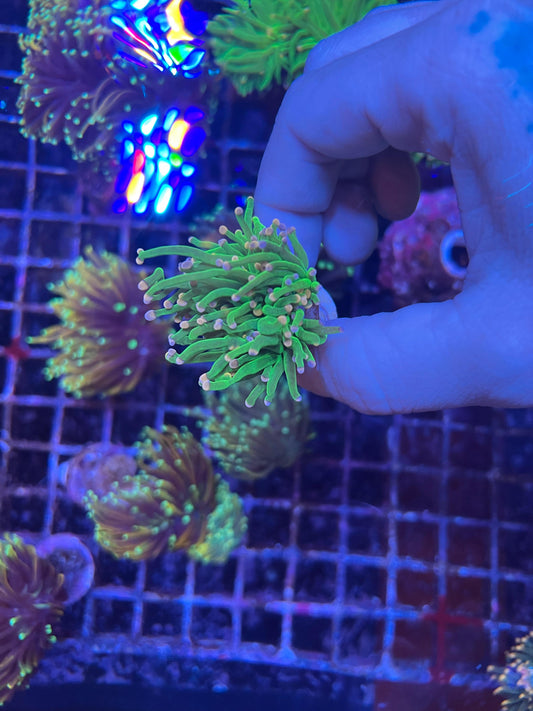 Cotton candy torch coral