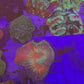 Rainbow Australomussa
