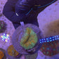Aussie Scolymia